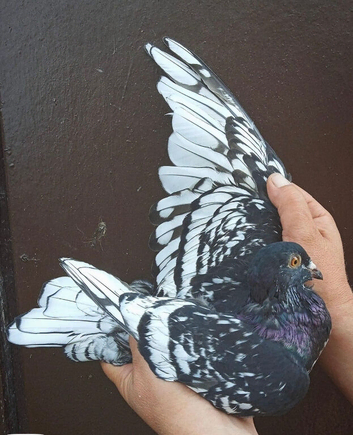 Toy / frill stencil racing pigeons available