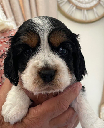 Cockalier puppies