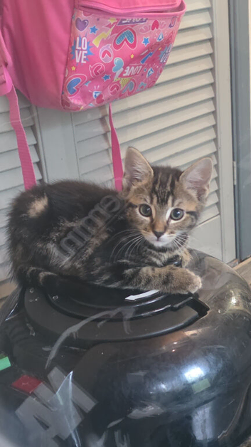 3 Kittens left for sale ready now