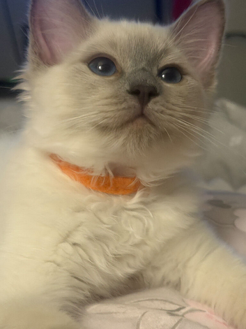 Ragdoll Tica registered kittens