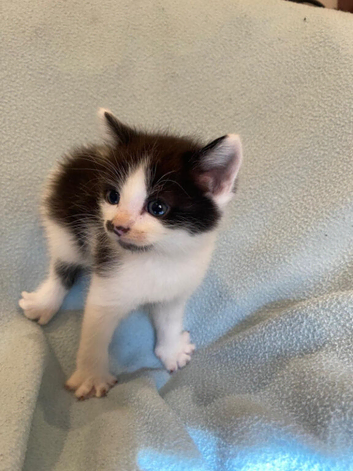 6 Adorable Kittens