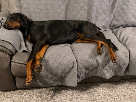 Dobermann