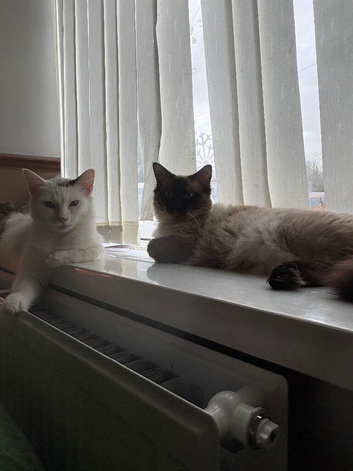 King & queen ragdolls
