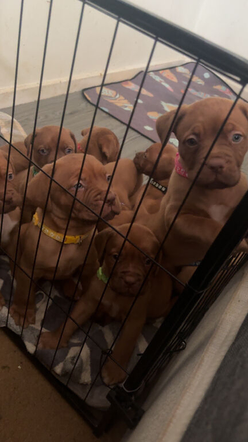 Dogue de Bordeaux puppies