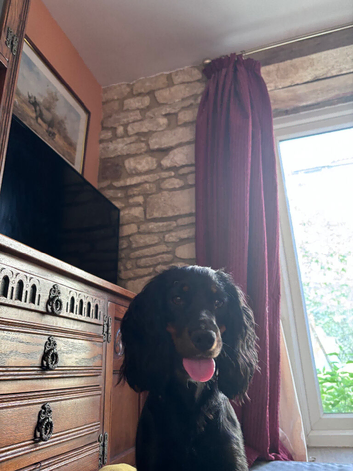 Cocker spaniel for sale