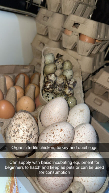 Fertile eggs