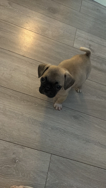 Buddy