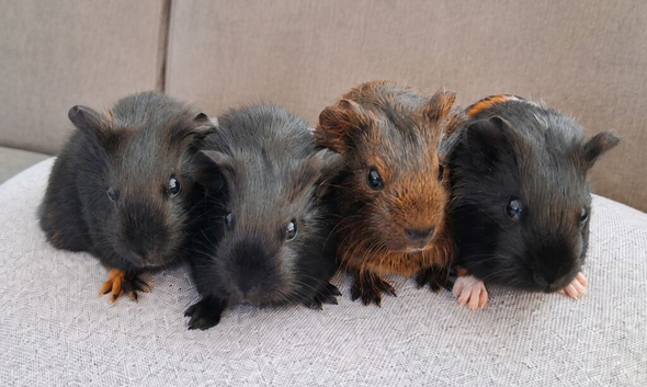 Beautiful baby guinea pigs looking for new homes