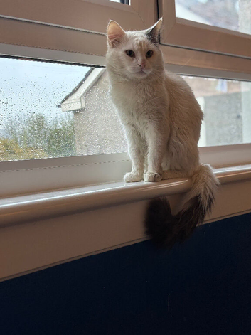 Maine coon BSH
