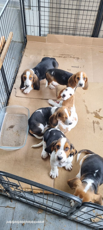 Basset Pups ready to go