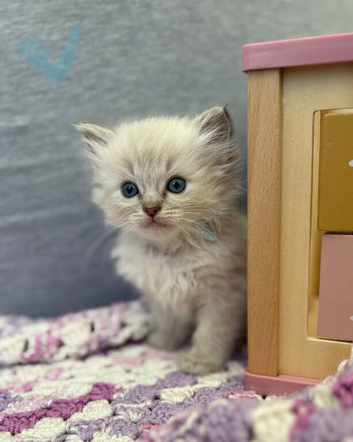 Ragdoll Lynx ready to leave in 2 weeks