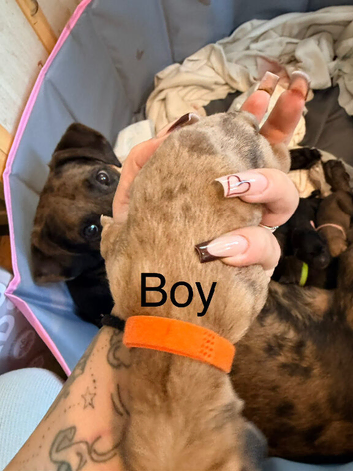 Belgian mali cross