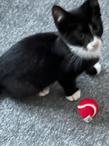 Cat for sale