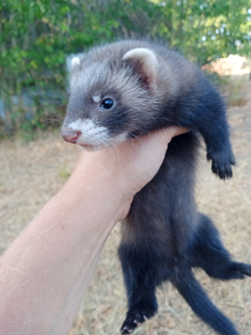 Polecat x European