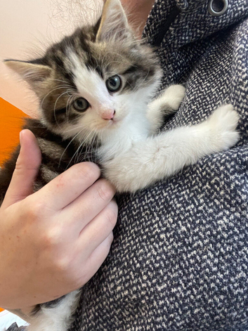 6 beautiful kittens