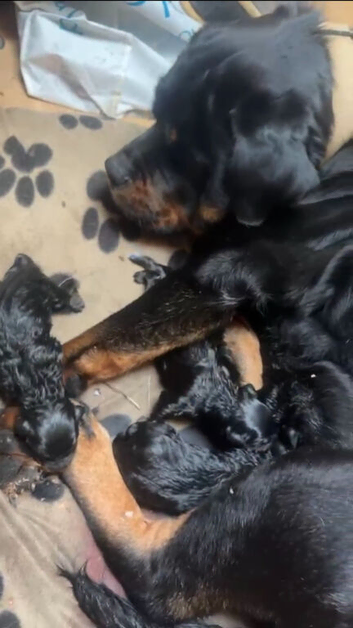 4 Rottweiler pups