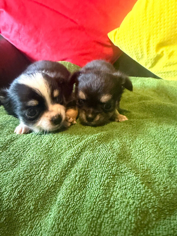 Beautiful Chichuahua pups Bangor N. Ireland