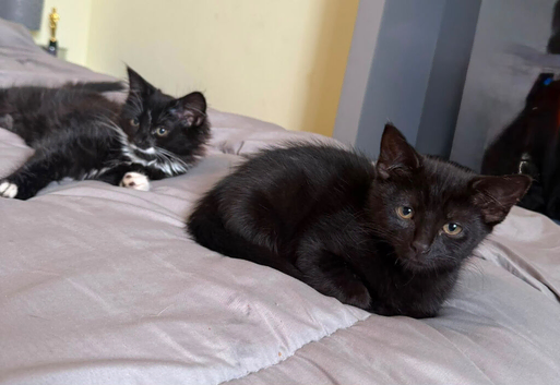 black and grey playful kittens