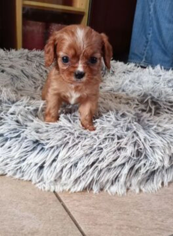 CHERISHED LITTLE TREASURE READY FOR LOVING HOMES
