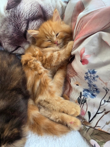 Maine Coon Kittens