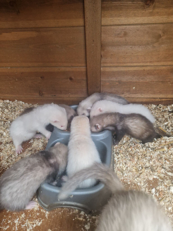Ferrets for Sale