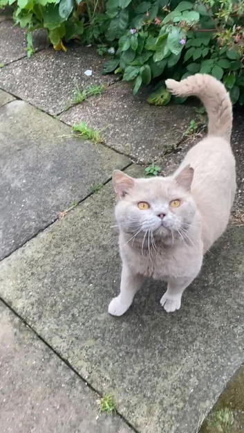 Bsh Lilac Boy GCCF Active