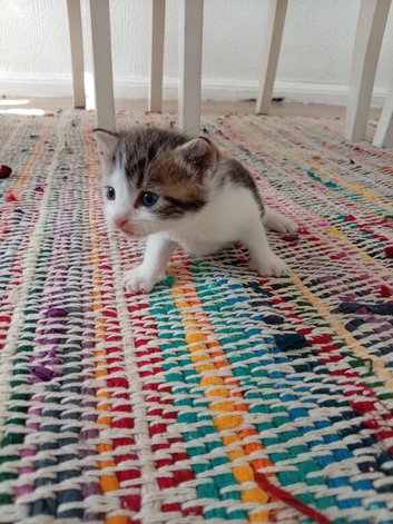 Kittens