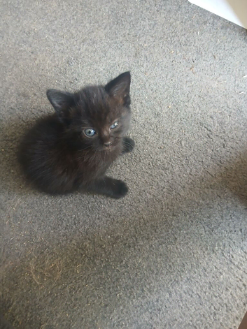 Kittens for sale