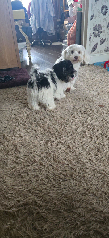 Puppies looking for loving owners!