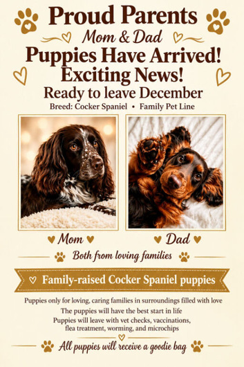 Working cocker spaniel puppies