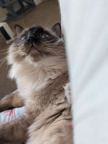 Male ragdoll for rehoming