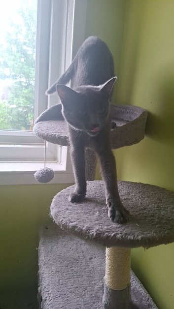 Female 8 months old Russian blue Cross