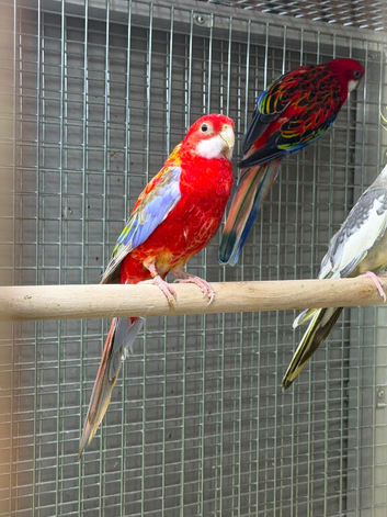 Rosella parrot