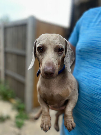 Miniature Dachshund