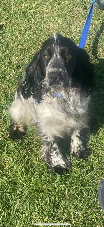 Show cocker spaniels