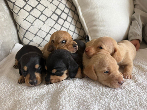 Beautiful litter of mini dachshunds dads longhair