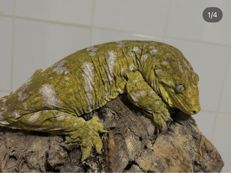 Collection of leachie geckos