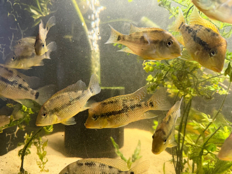 Gold dust Geophagus
