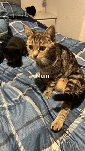 3 kittens for sale