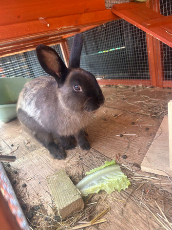 5 Month Old Netherland Dwarf Needs Rehoming