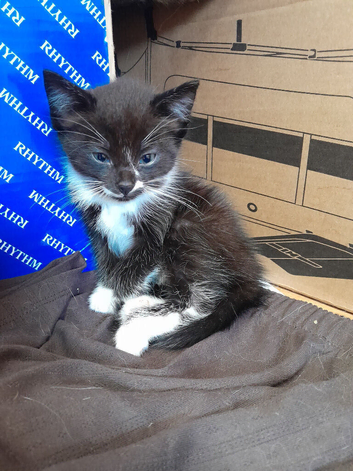 Beautiful female kitten 8 weeks old ready now