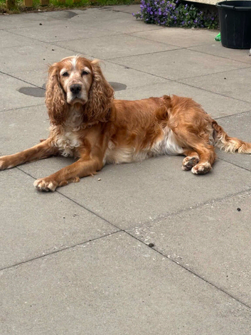 Free to the right home Beautiful calm cocker bitch needing new home