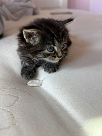 Girl Tabby & Bombay Kitten in Darlington