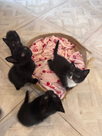 Kittens for sale. Ready asap