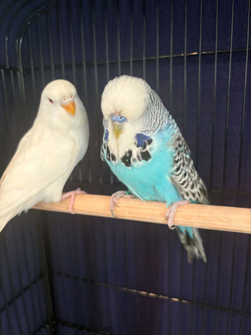 2 baby budgies and cage