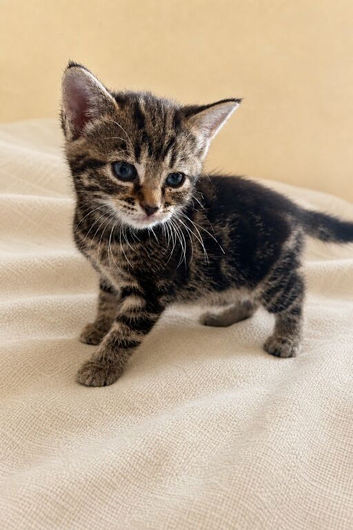 Beautiful striped tabby female kitten &ndash; available to reserve