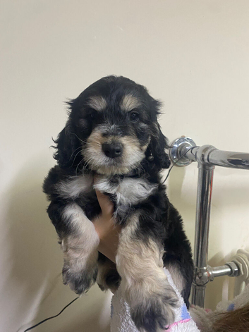 Stunning F1 Generation Cockapoo puppies READY NOW