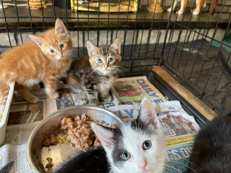 Lovley kittens