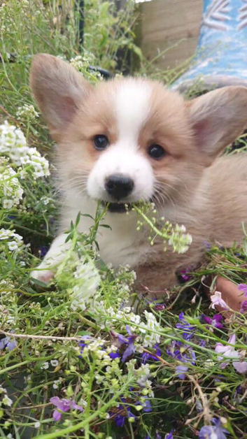 Pedigree IKC Red & White Pembroke Welsh Corgi Male Pups from Champion lines