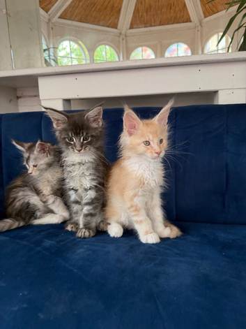 European  Maine Coon Kittens. Delivery available!!